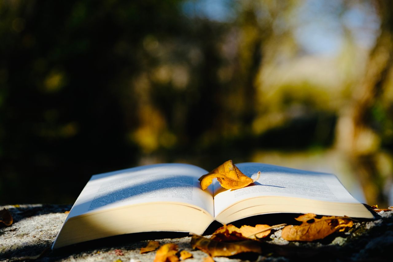 An open book resting outdoors surrounded by autumn leaves in soft sunlight.
