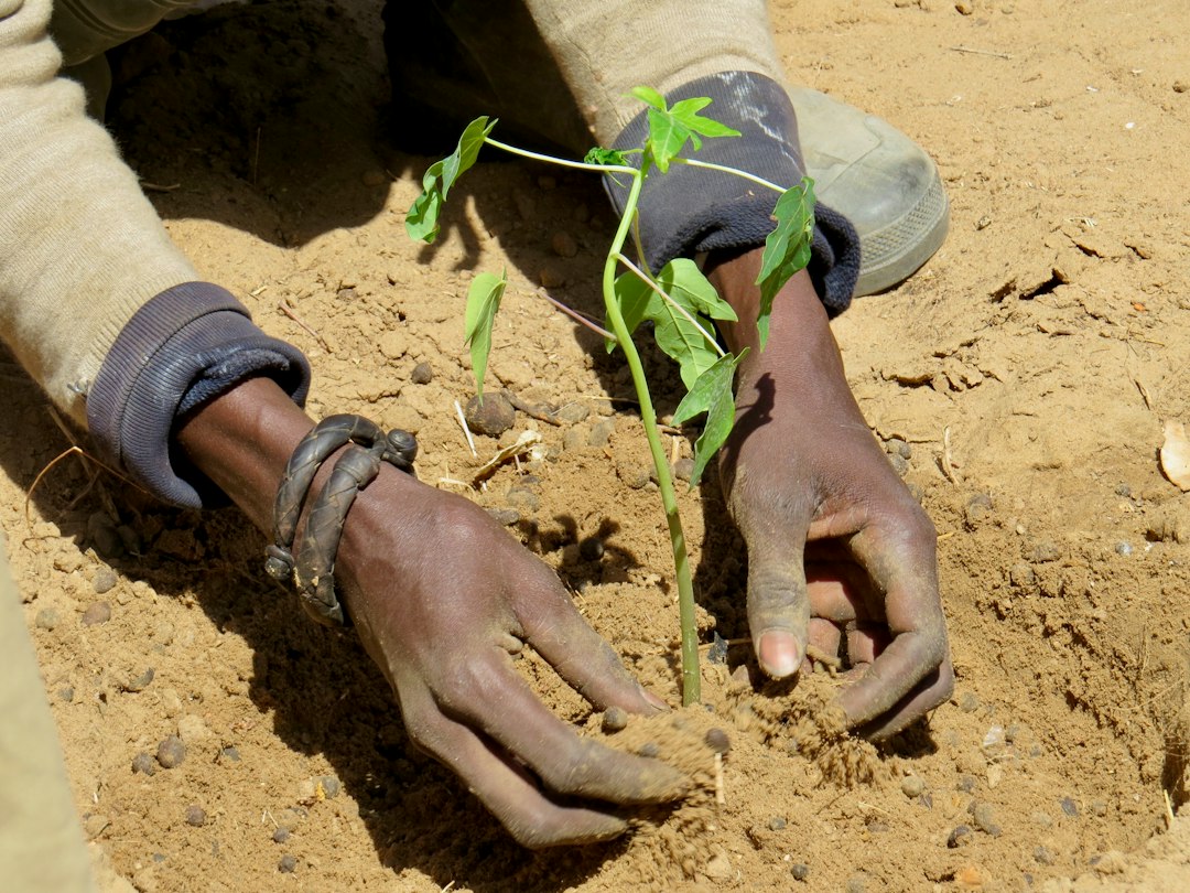 Des mains engagées dans une action de plantation, symbole de paix et de développement durable